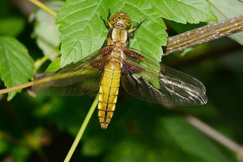 Réf. 243 885 : Libellula depressa